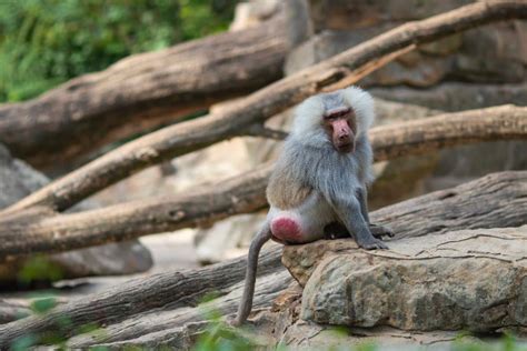 cul de singe rouge|Le singe à cul rouge: une espèce méconnue à préserver